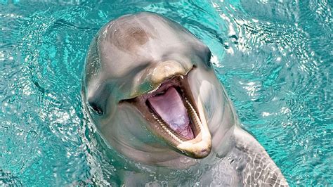 dolphins flipper